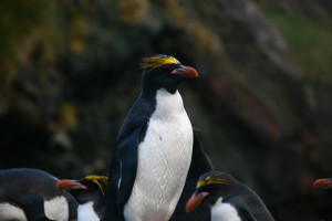 Macaroni Penguin