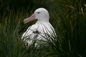 Wandering Albatross on nest