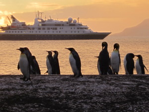 Penguins at dawn